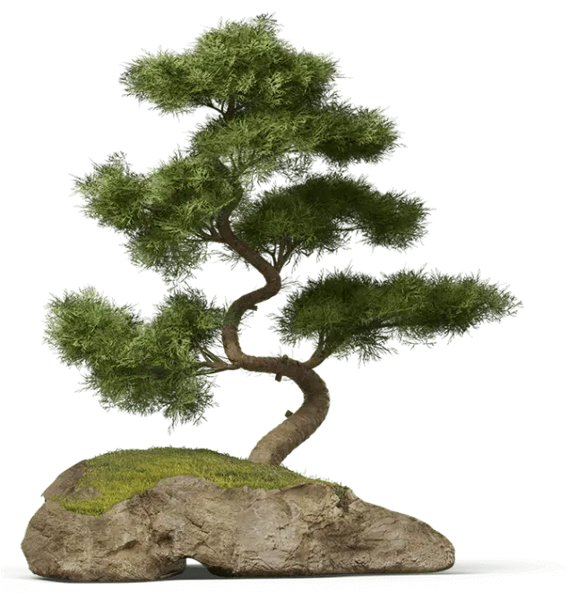 Árvore Bonsai simbolizando crescimento interno